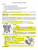 Pelvis y Mecanismo del Parto