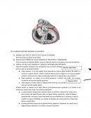 ARTERIAS CORONARIAS.