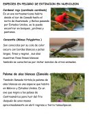Tema- Los animales en peligro de extincion.