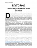 EDITORIAL - La dura e injusta realidad de los animales.