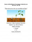 Centro de Bachillerato Tecnologico Industrial y de Servicios No.148 “Germinacion de una semilla de frijo”