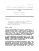 PRÁCTICA DE MEIOSIS EN GAMETOS DE AGAPANTHOIDEAE