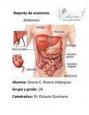 Reporte de anatomía. Abdomen