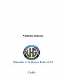 Anatomía Humana Músculos de la Región Lateral del