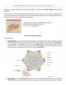 ANATOMÍA DEL HÍGADO Y FISIOPATOLOGÍA DE LA INSUFICIENCIA HEPÁTICA