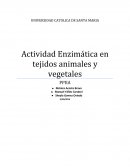 Actividad Enzimática en tejidos animales y vegetales