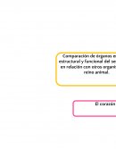 Practica de corazon (porcino)