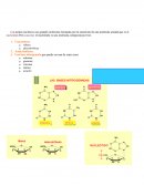 Apuntes Los ácidos nucléicos.