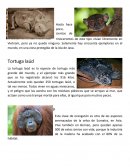 INFORME DE ANIMALES EN PELIGRO DE EXTINCIÓN.