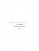 Gestión en la Prevención de Riesgos: Diagnóstico del actual modelo Organizacional de la empresa