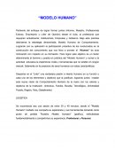 Modelo humano.