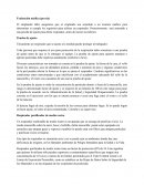 Respiradores de medio rostro