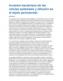 Invasión bacteriana de las células epiteliales y difusión en el tejido periodontal.