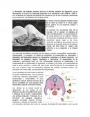 DESARROLLO EMBRIONARIO DEL SISTEMA NERVIOSO