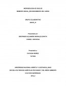 MICROBIOLOGIA DE SUELOS.