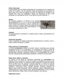 Tema: Araña viuda negra