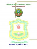 Técnica para la producción y obtención de semilla