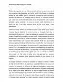 Búsqueda de Algoritmos y SEO Google