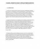 CICLOSIS, APARATO DE GOLGI Y RETICULO ENDOPLASMATICO.
