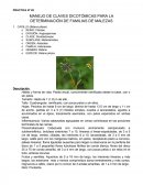 Hábito y forma de vida: Planta herbácea, erecta o rastrera.