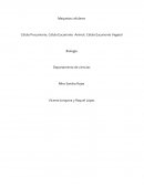 Célula Procarionte, Célula Eucarionte Animal, Célula Eucarionte Vegetal