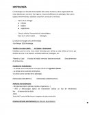 Histologia. La histología es el estudio de los tejidos del cuerpo humano y de la organización de estos tejidos para construir los órganos. Imprescindible para la patología. Hay cuatro tejidos fundamentales: epitelial, conjuntivo, muscular y nervioso.