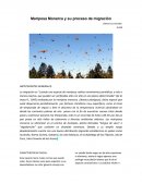 Mariposa Monarca y su proceso de migración