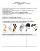 Actividad Sumativa Correspondiente al 2do Parcial