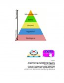 ESTRUCTURA, ORGANIZACIÓN Y DESARROLLO PRIMER SEMESTRE