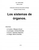 Sistemas del cuerpo humano. Los sistemas de órganos.