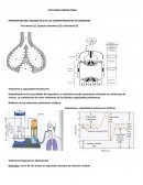 PATOLOGIA RESPIRATORIA REPRESENTACIÓN ESQUEMÁTICA DE LOS COMPARTIMIENTOS PULMONARES