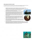 Daños causados por el hombre en el arrecife