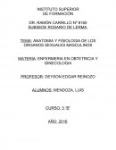 ANATOMIA Y FISIOLOGIA DE LOS ORGANOS SEXUALES MASCULINOS