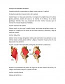 Musculos del miembro inferior.