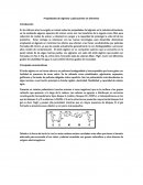 Propiedades de alginato y aplicaciones en alimentos