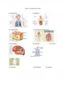 Patrones funcionales de gordon.