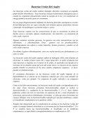 Bacterias verdes del azufre