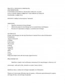 Practica 5 macrohongos.