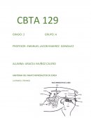 ANATOMIA DEL PARATO REPRODUCTOR DE CERDA