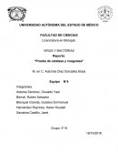 Pruebas bioquìmicas “Prueba de catalasa y coagulasa”