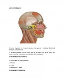 La orbita La cavidad oral y nasal
