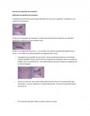 Area de una superficie de revolucion.