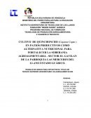 CULTIVO DE QUINCHONCHO (Cajanus Cajan.) EN PATIOS PRODUCTIVOS.