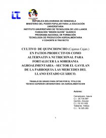 CULTIVO DE QUINCHONCHO (Cajanus Cajan.) EN PATIOS PRODUCTIVOS.. Página 1