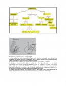 Traslación y rotación de un cuerpo rígido.