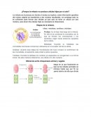 ¿Porque la mitosis no produce células hijas por si sola?