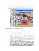 Imagen 1 dinámica de los nutrientes en el suelo