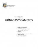 GÓNADAS Y GAMETOS