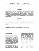 ARAÑAS; Tela y Evolución