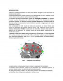 El termino encefalograma (EEG) se utiliza para referirse al registro de las variaciones en el potencial del cerebro.